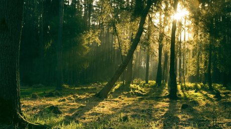 Wald im Sonnenschein
